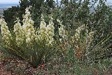 Cactus Flowers - Jerry Kaiser